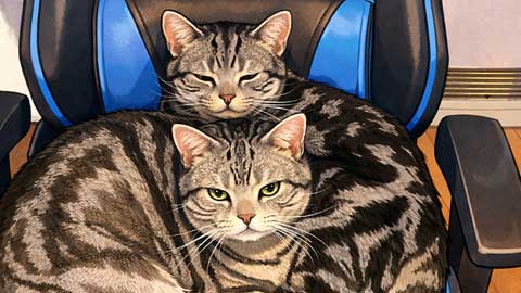 我が物顔の猫達