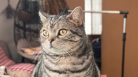 フクロウの佇まいのレオ