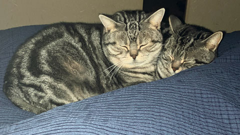 ベッドに乗る猫達